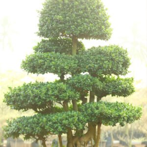Tiered Topiary Tree