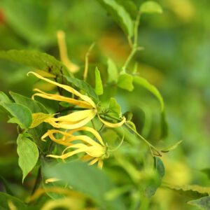 Yellow Flowering Plant A Burst of Natural Sunshine