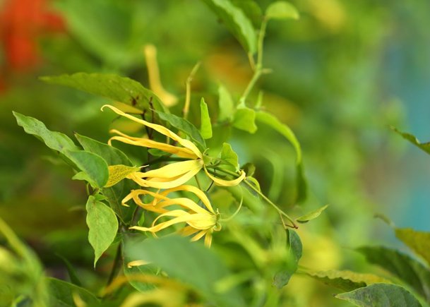 Yellow Flowering Plant A Burst of Natural Sunshine