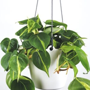 Hanging Heart-Shaped Leaf Plant – Minimalist Indoor Greenery