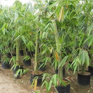 Potted Bamboo Plants for Landscaping