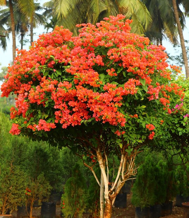 Bougainvillea Tree with Vibrant Orange Blooms – A Tropical Delight