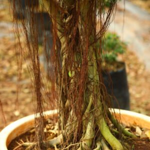 Aerial Root Ficus Bonsai