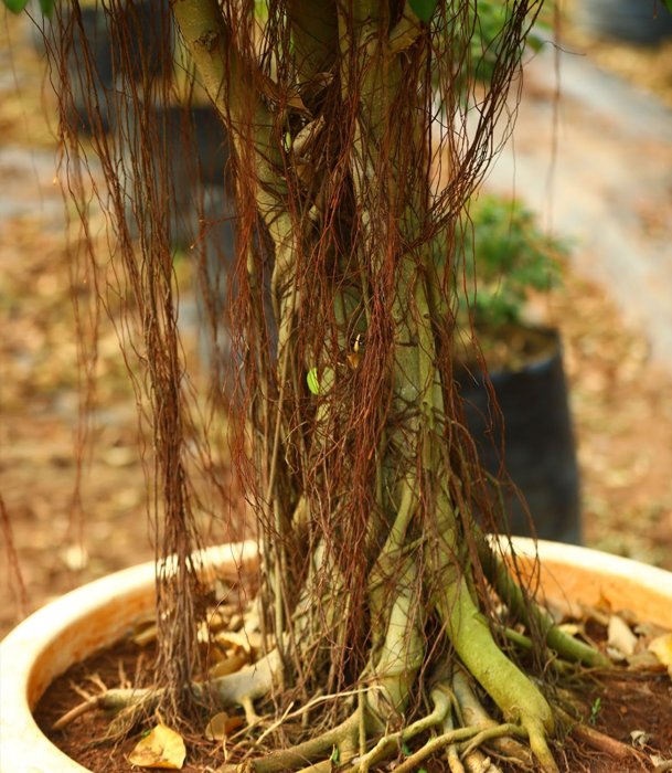 Aerial Root Ficus Bonsai
