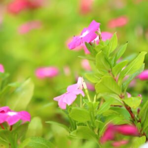 Vibrant Pink Blossoms with Green Foliage A Natural Delight