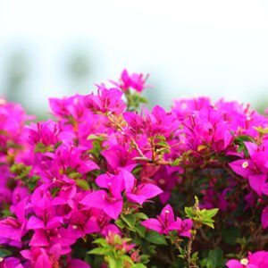 Vibrant Pink Bougainvillea Flowers – A Burst of Elegance