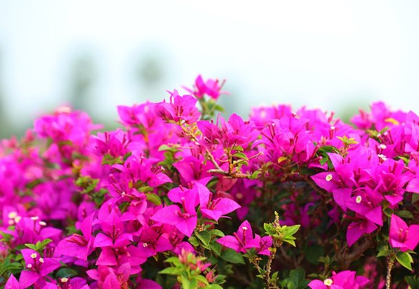 Vibrant Pink Bougainvillea Flowers – A Burst of Elegance