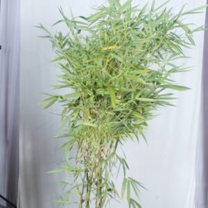 Green Bamboo Plant