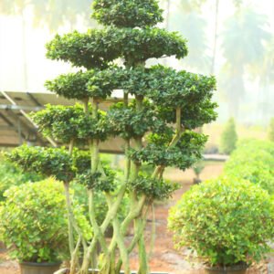 Multi-Trunk Layered Canopy Bonsai