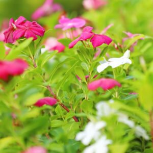 Mixed Floral Display in a Garden A Vibrant Natural Canvas