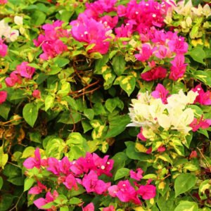 Bougainvillea with Pink and White Blooms