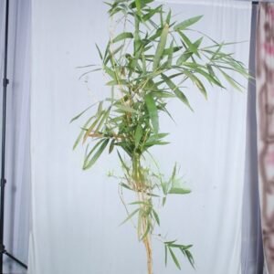 Bamboo Plant in Minimalist Setting