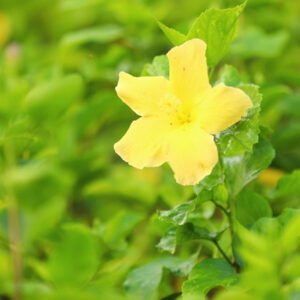 Yellow Wildflower A Bright Burst of Elegance