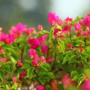 Vibrant Pink Flowering Plant – A Garden Showpiece