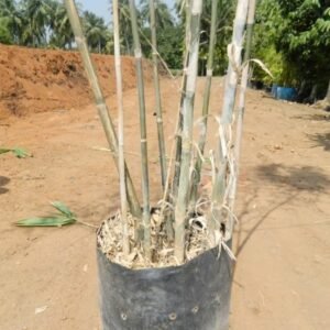 Bamboo Cluster in Black Container