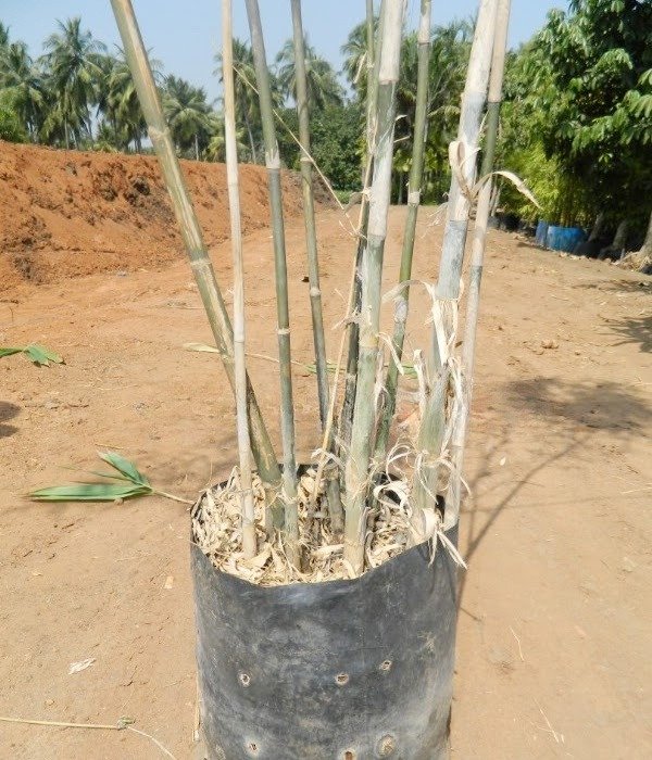 Bamboo Cluster in Black Container