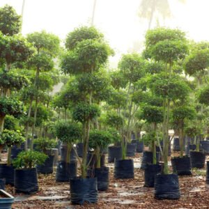 Premium Ficus Bonsai Forest
