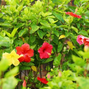 Multi-Colored Hibiscus Garden A Celebration of Floral Beauty
