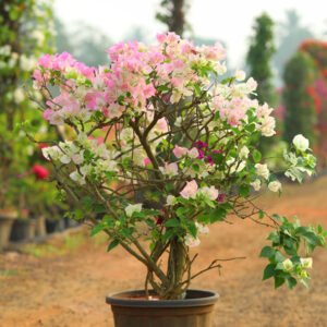 Vibrant Pink and White Blooming Plant – A Garden Jewel
