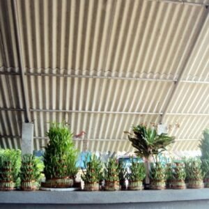 Potted Bamboo Plant Display