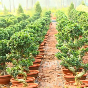 Twisted Trunk Ficus Bonsai