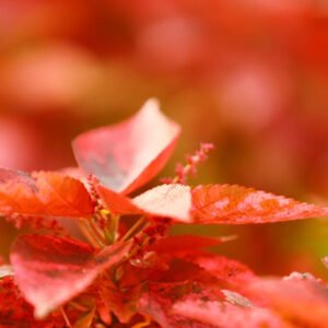 Red Foliage Plant with Buds Nature’s Bold Statement