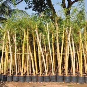 Outdoor Bamboo Cultivation