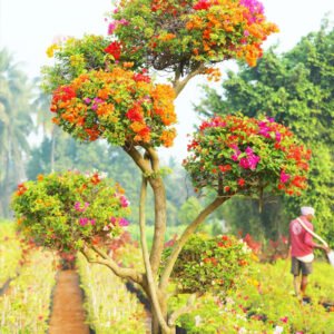 Multicolor Flower Topiary Tree – A Gardening Masterpiece