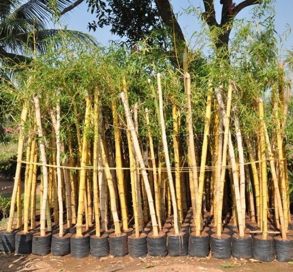 Outdoor Bamboo Cultivation