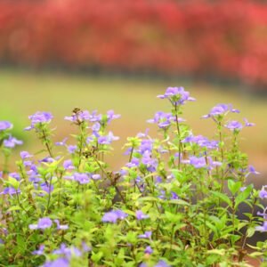 Purple Wildflower Cluster with Green Foliage A Touch of Elegance