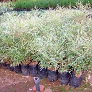 Bamboo Plants