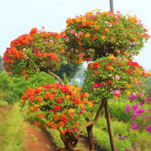 Flowering Topiary Tree with Multicolor Blooms – A Nursery Treasure