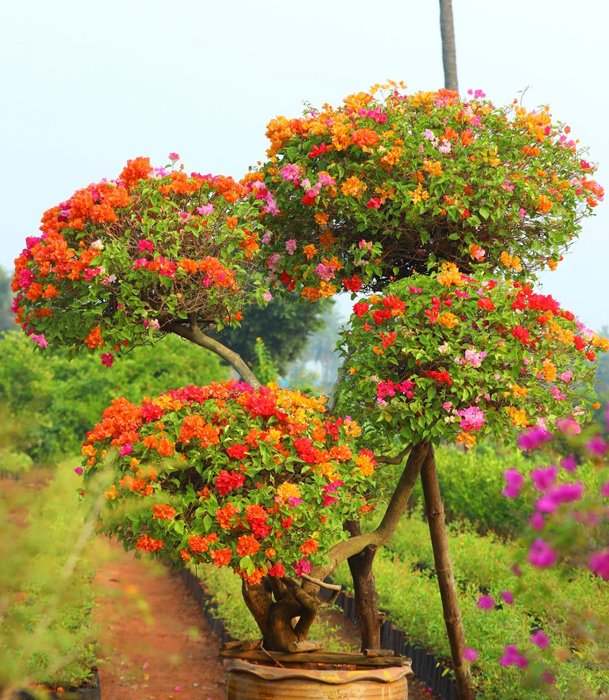 Flowering Topiary Tree with Multicolor Blooms – A Nursery Treasure