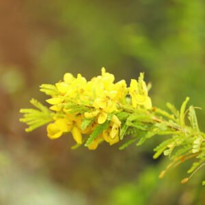 Yellow Flower Cluster A Sunny Floral Accent