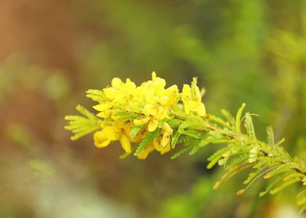 Yellow Flower Cluster A Sunny Floral Accent