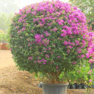 Spherical Pink Flowering Plant – A Garden Showpiece