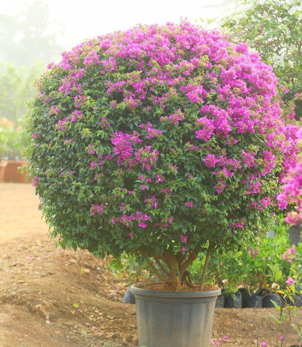 Spherical Pink Flowering Plant – A Garden Showpiece