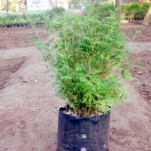 Green Bamboo Plant