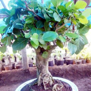 Ficus Bonsai Tree