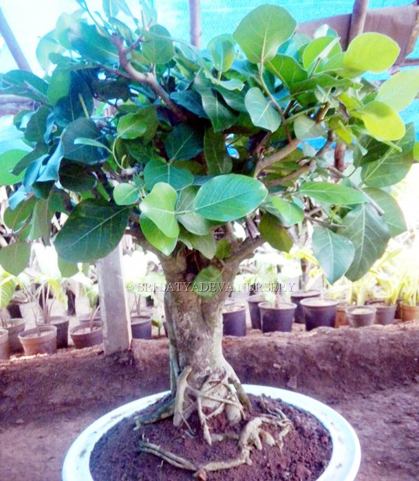 Ficus Bonsai Tree