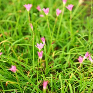 Delicate Pink Wildflowers in a Grassy Meadow