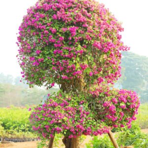 Rounded Bougainvillea Topiary with Pink Blooms – A Symbol of Elegance