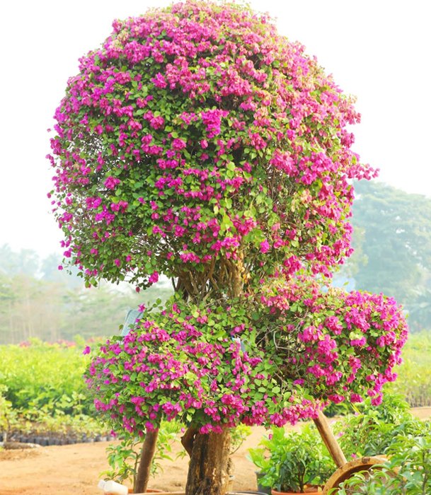 Rounded Bougainvillea Topiary with Pink Blooms – A Symbol of Elegance