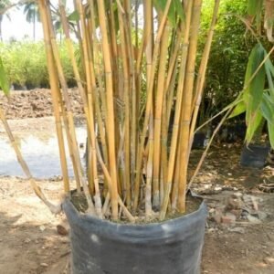 Vibrant Bamboo Plant