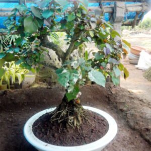 White Ceramic Potted Green Wonder