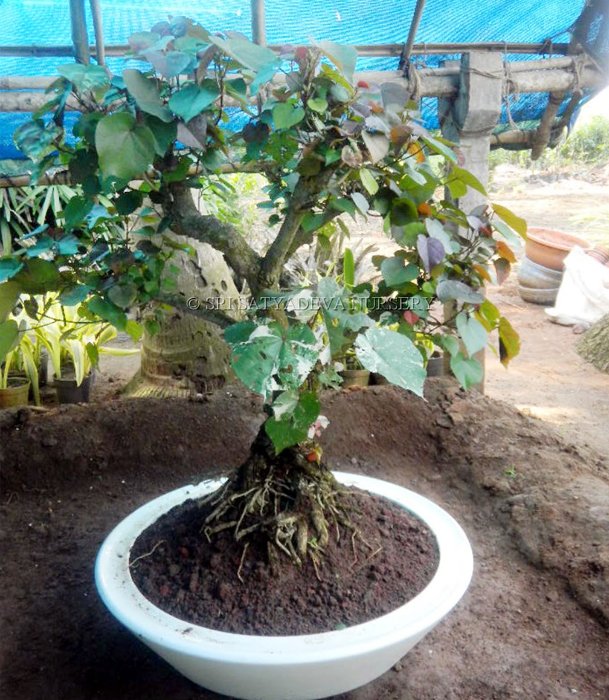 White Ceramic Potted Green Wonder