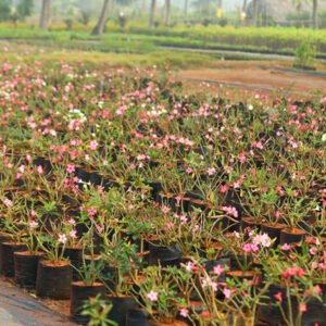 Blooming Nursery of Pink and White