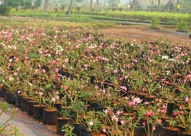 Blooming Nursery of Pink and White