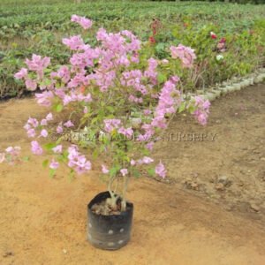 Bougainvillea Plant in Nursery Setting – Vibrant Pink Blossoms