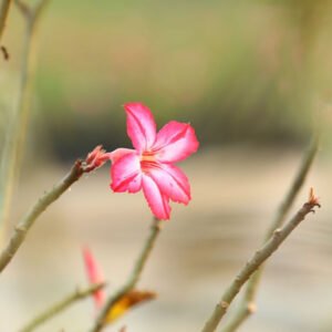 Pink Blossom on Bare Branch – Nature's Grace